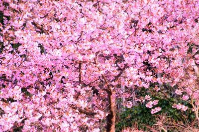 桜餅