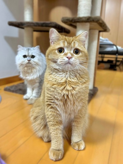 もこまる もこまるファミリー | Mokomaru Family (@mokomaru_10) • Instagram