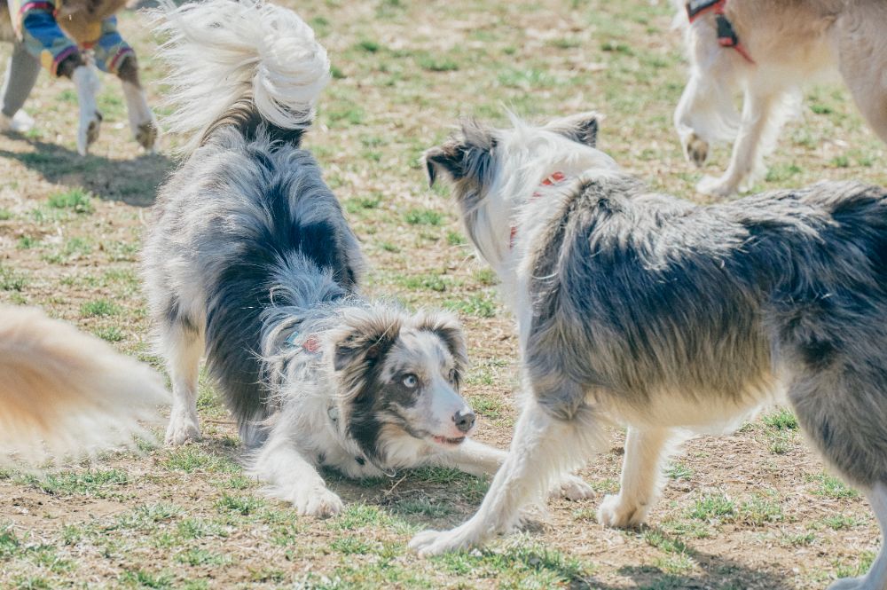 Border Collie MEET UP lit.link(リットリンク)
