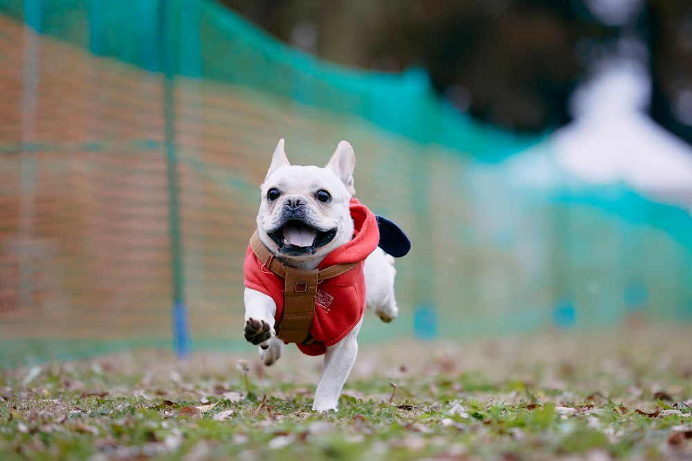 French Bulldog MEET UP lit.link(リットリンク)