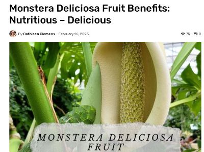monstera fruit for sale Monstera deliciosa (Philodendren)