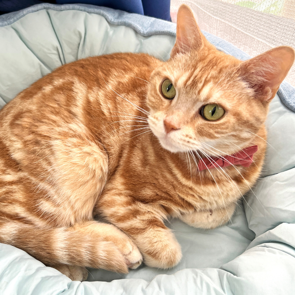 ねこぞー lit.link