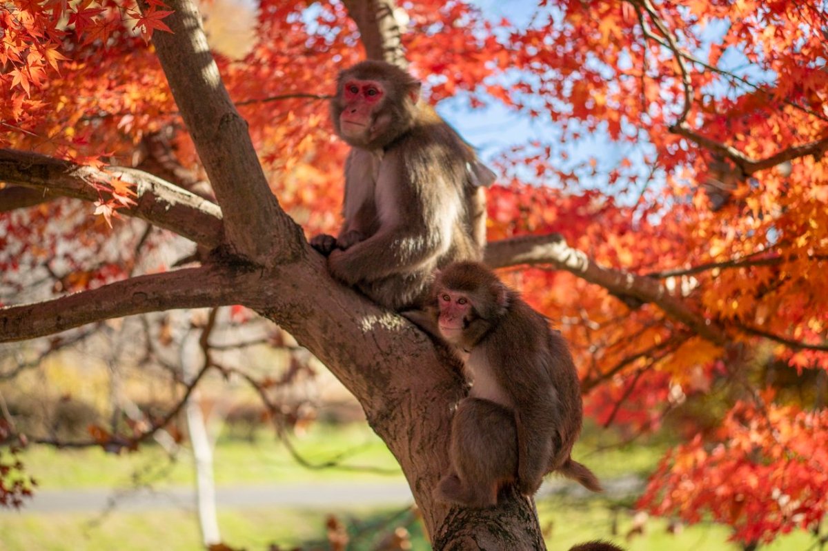 猿芸工房【えんげいふぁくとりー】 lit.link(リットリンク)