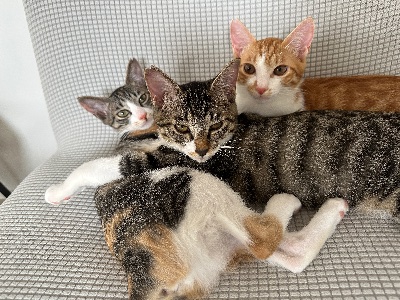 猫カフェ 猫の屋おでん lit.link(リットリンク) 猫カフェ 猫の屋おでん lit.link(リットリンク)
