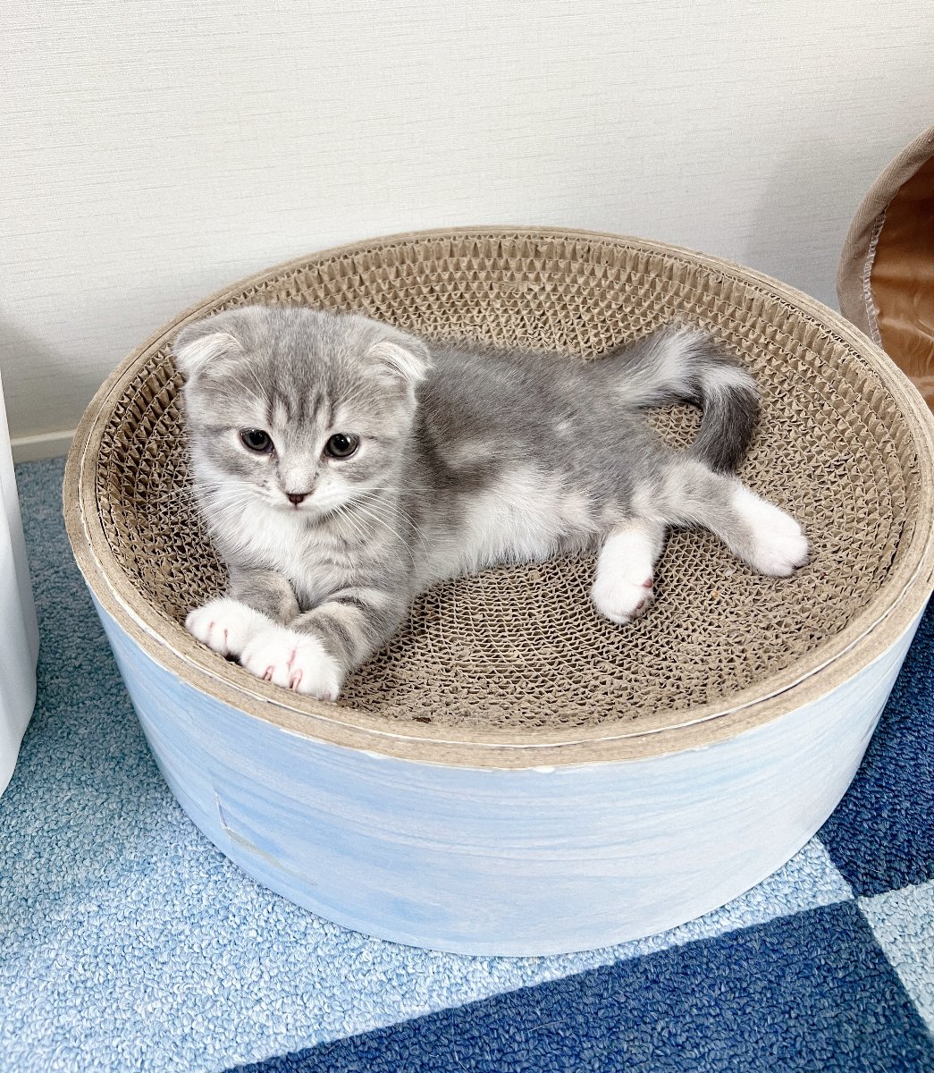 ねこぞー lit.link