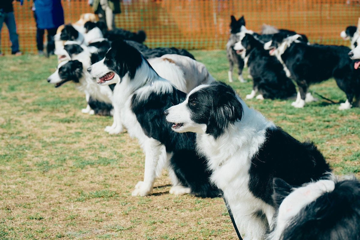 Border Collie MEET UP lit.link(リットリンク)