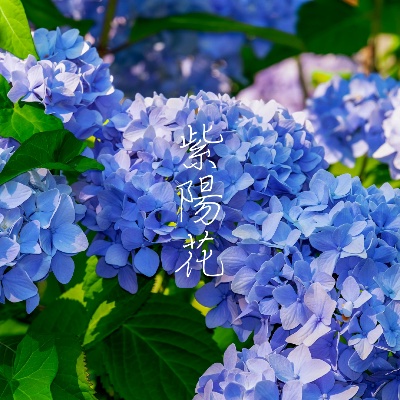 紫陽花